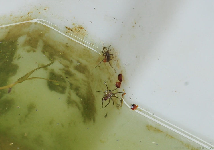 Pardosa sp.